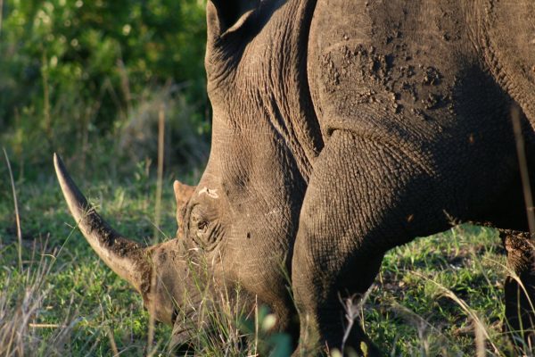 rhino-sanctuary-tsavo-west