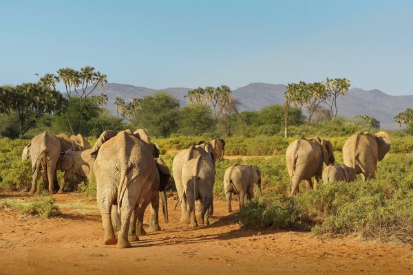 samburu-elephants-kenya-tour
