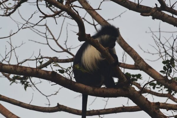 shimba-hills-04