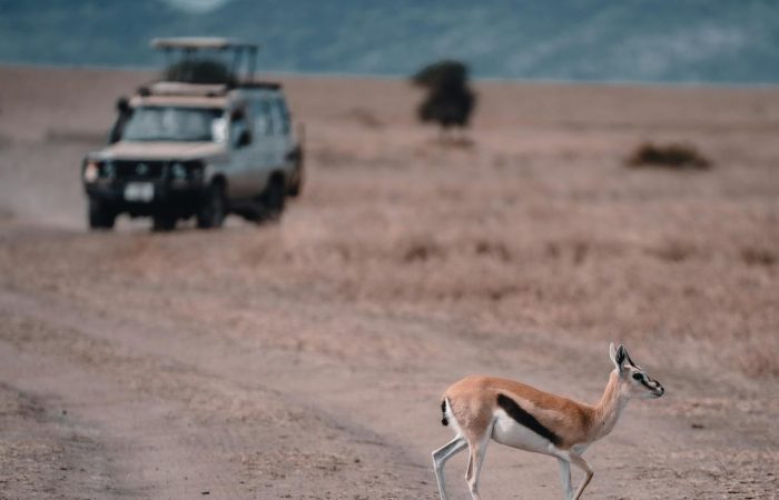tour-vehicle-safari