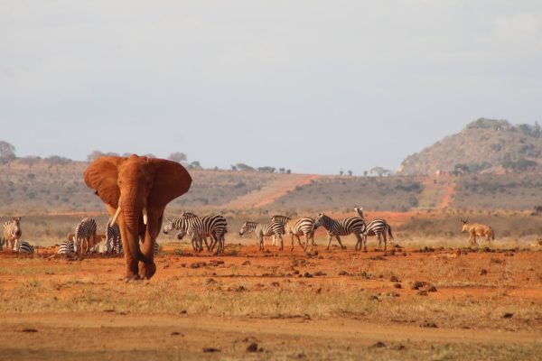 tsavo-elephant-wildlife-kenya-safari
