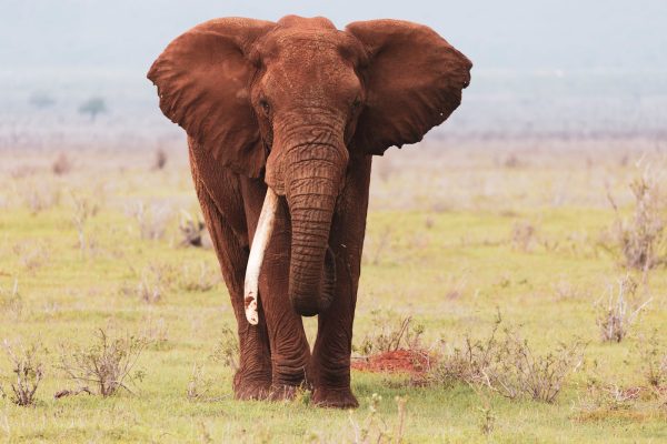 tusker-elephant-kenya-tsavo-safari
