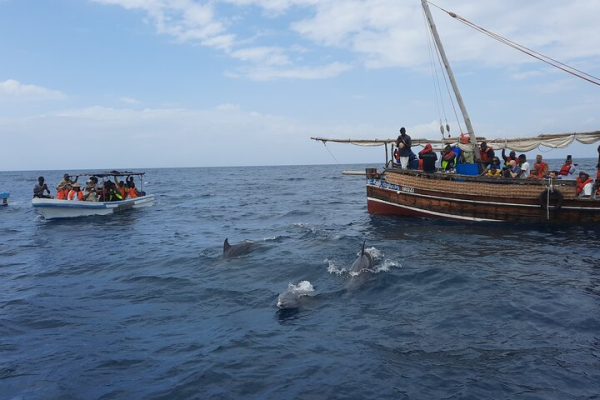 wasini-dolphins.webp