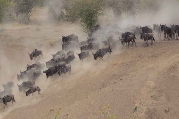 wildbeest-running-masai-mara-dusk-wilderness