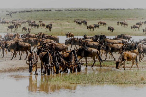 wildebeest-migration-masai-mara