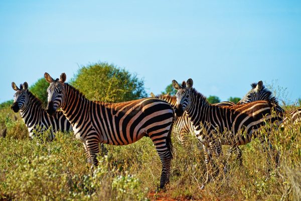 zebra-tsavo-tour-wilderness