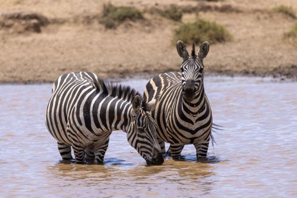 zebra-water-hole-kenya-safari
